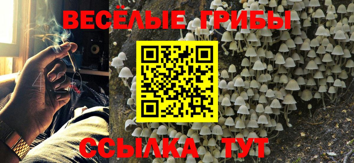 Псилоцибиновые грибы GOLDEN TEACHER Дятьково